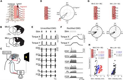 Corticospinal interface to restore voluntary control of joint torque in a paralyzed forearm following spinal cord injury in non-human primates